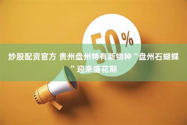 炒股配资官方 贵州盘州特有新物种“盘州石蝴蝶”迎来盛花期